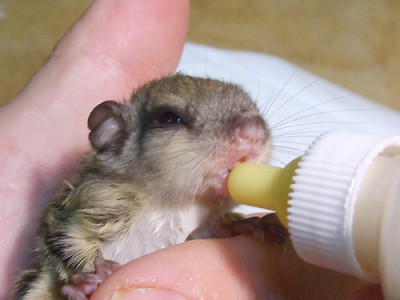 Cliquer ici pour agrandir Ecureuil de Corée