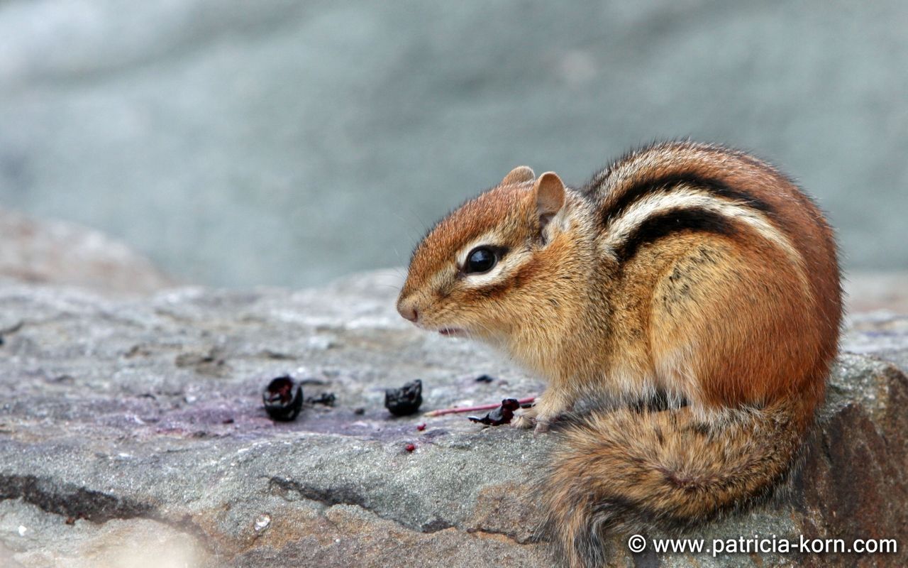 Cliquer ici pour agrandir Ecureuil de Corée